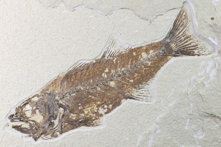 Fossil Fish (Mioplosus) - Uncommon Species #161365